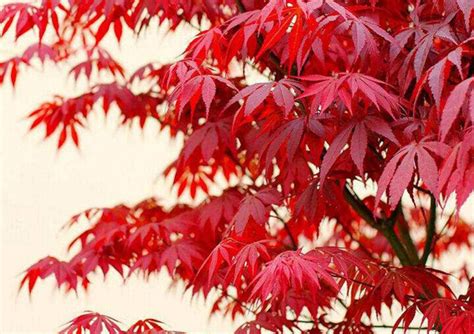 中国红枫树的种植技术