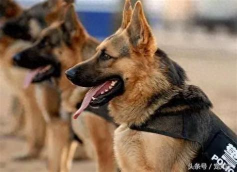 中国警犬排名前十名