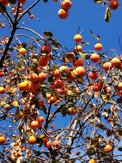 中年女人梦见树上结满了果子
