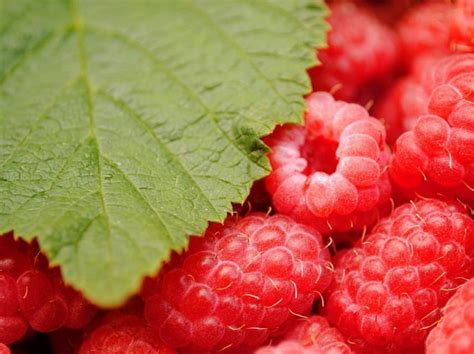 为什么树莓很少人吃