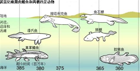 为什么说人类是鱼进化而来的