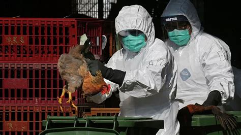 为何欧洲不允许打禽流感疫苗