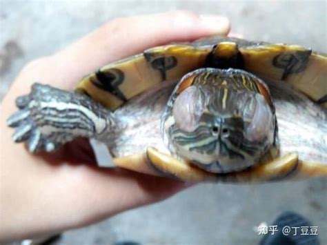 乌龟的白眼病是什么样子
