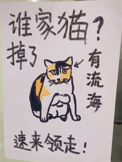 云南丽江大学丢猫