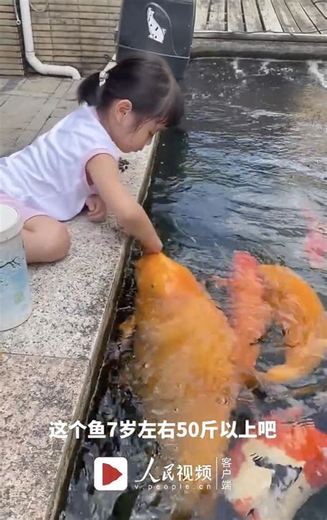 五岁女孩池边喂50斤胖锦鲤