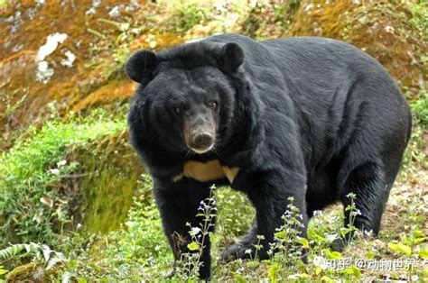亚洲黑熊有多灵活