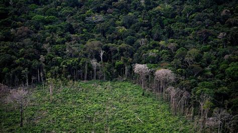 亚马孙森林砍伐率上月创新高