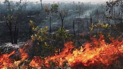 亚马逊森林着火视频