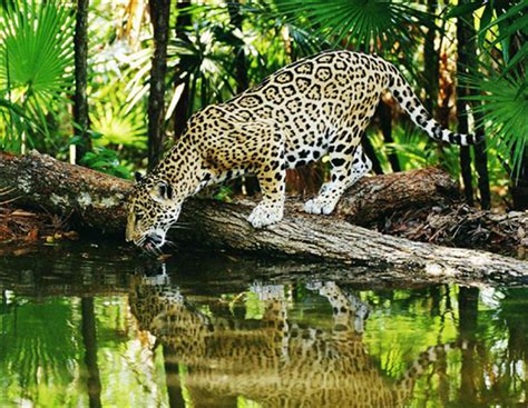 亚马逊雨林动物大全集