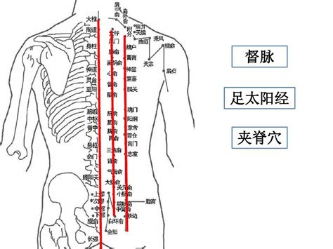 人体背部的经络图
