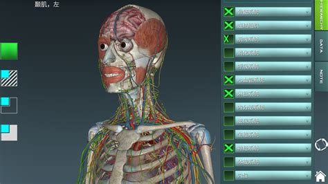 人体解剖3d模型软件女性版