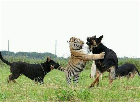 什么动物能打败老虎