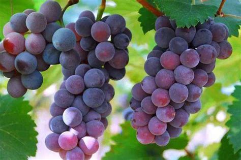 什么葡萄品种适合东北种