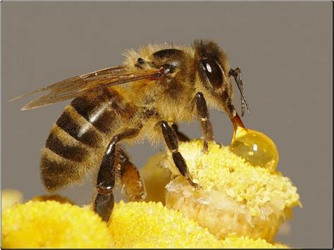 什么蜜蜂蜂种最好