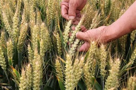今年种小麦啥品种高产