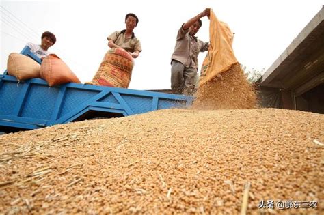 今日小麦收购价一斤多少钱