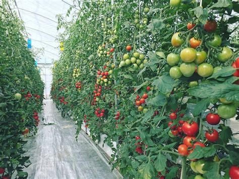 从番茄栽培中你学到了什么
