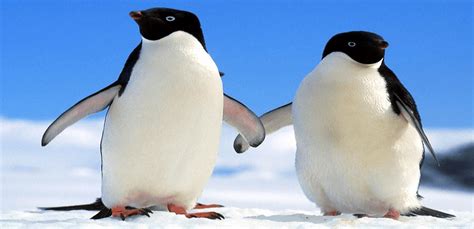 仙企鹅的特点是准时登陆吗