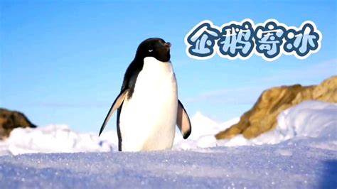 仙企鹅视频