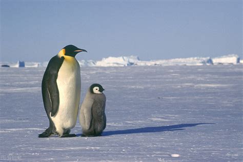 企鹅到底生长在南极还是北极