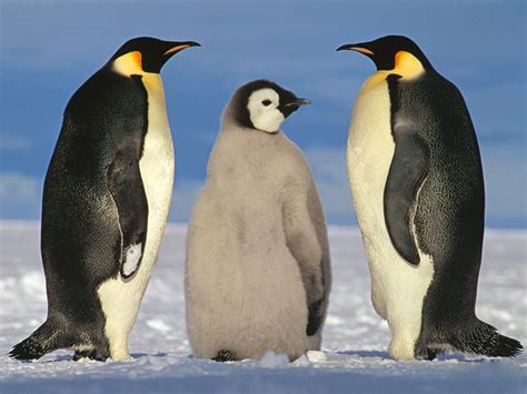 企鹅的种类