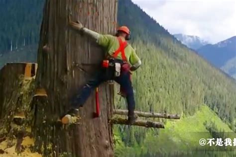 伐木工视频完整观看
