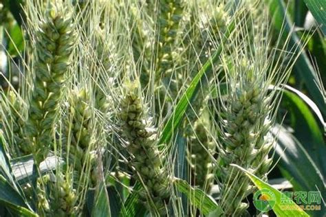 众信麦998种子多少钱一斤