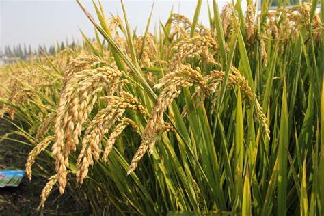 优质稻谷种植方法