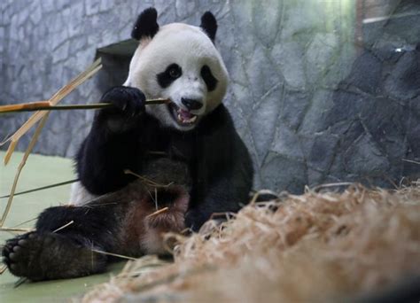 俄罗斯大熊猫如意吃竹子
