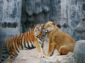 做梦梦到老虎和我是好朋友