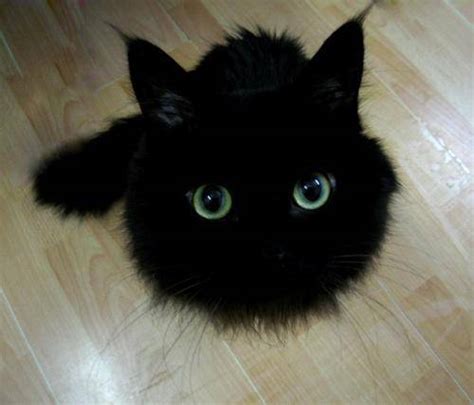 做梦梦到黑色的猫咪是什么意思