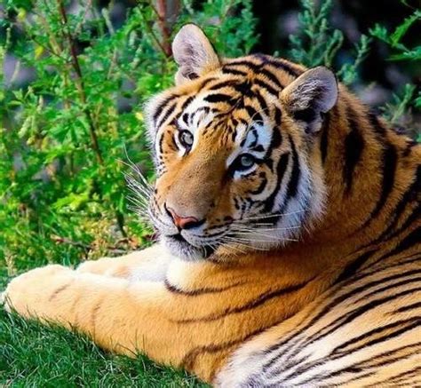 做梦梦见有很多老虎