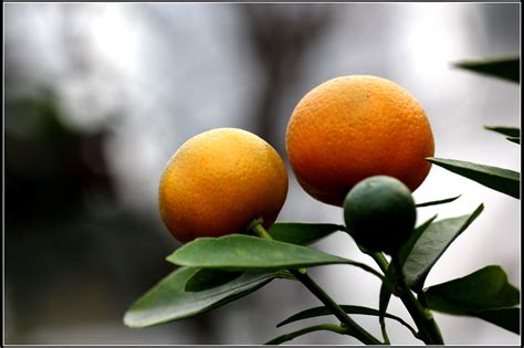 做梦梦见橘子熟了
