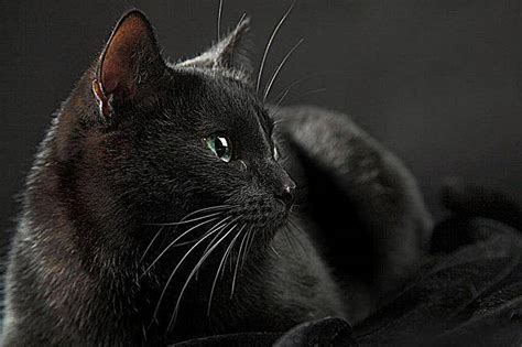 做梦梦见黑猫怎么解梦