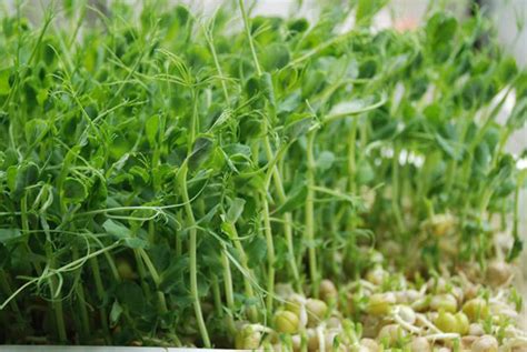 健康菜芽苗菜最新种植方法