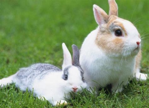 兔与兔婚配