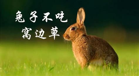 兔子不吃窝边草的配图