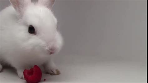 兔子为什么不能见血