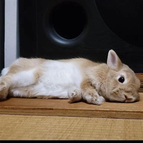 兔子突然侧躺抽搐