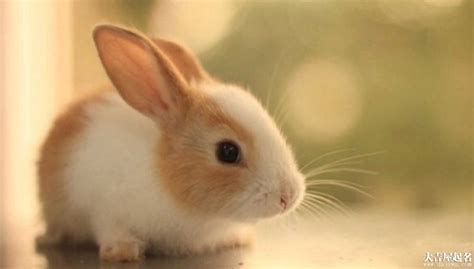 兔子起名叫什么好听