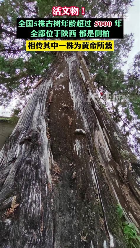 全世界超过5000年的古树
