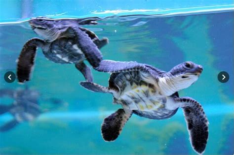 全球变暖对绿海龟有什么影响