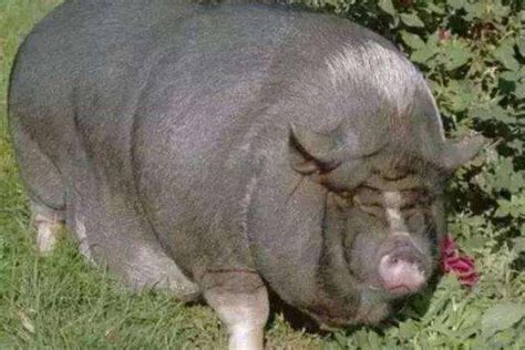 全球最肥的猪多少斤