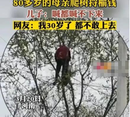 八十岁的老奶奶爬到树上摘榆钱