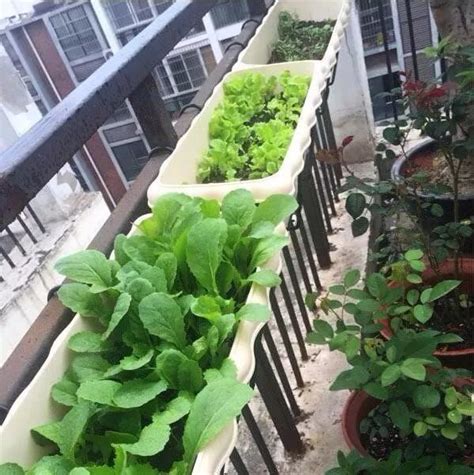 八月阳台适合种植什么蔬菜