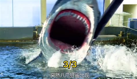 八爪狂鲨国语在线观看