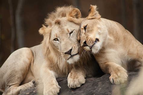 公狮子和母狮子的分工