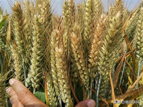 关中高产小麦主推品种