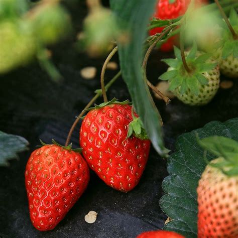 关于草莓的俳句