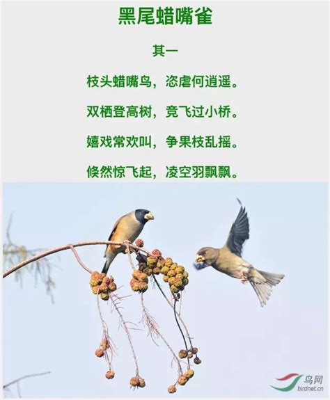 关于鸟的词语和诗句